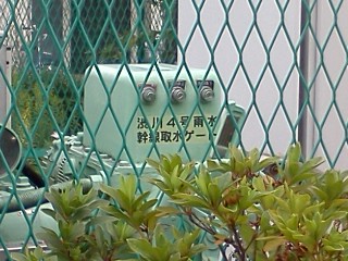 shibukawa13.jpg