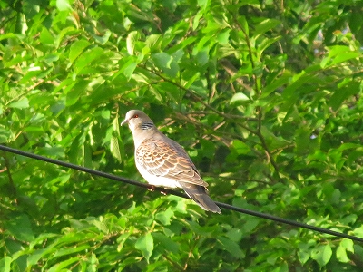 s-IMG_2724_20120726091142.jpg