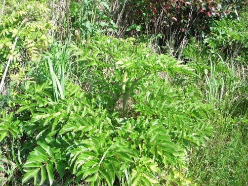 2012_0429JT 画像0023 490
