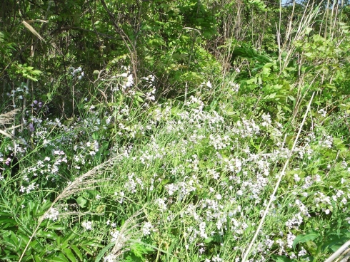 2012_0429JT 画像0019 490