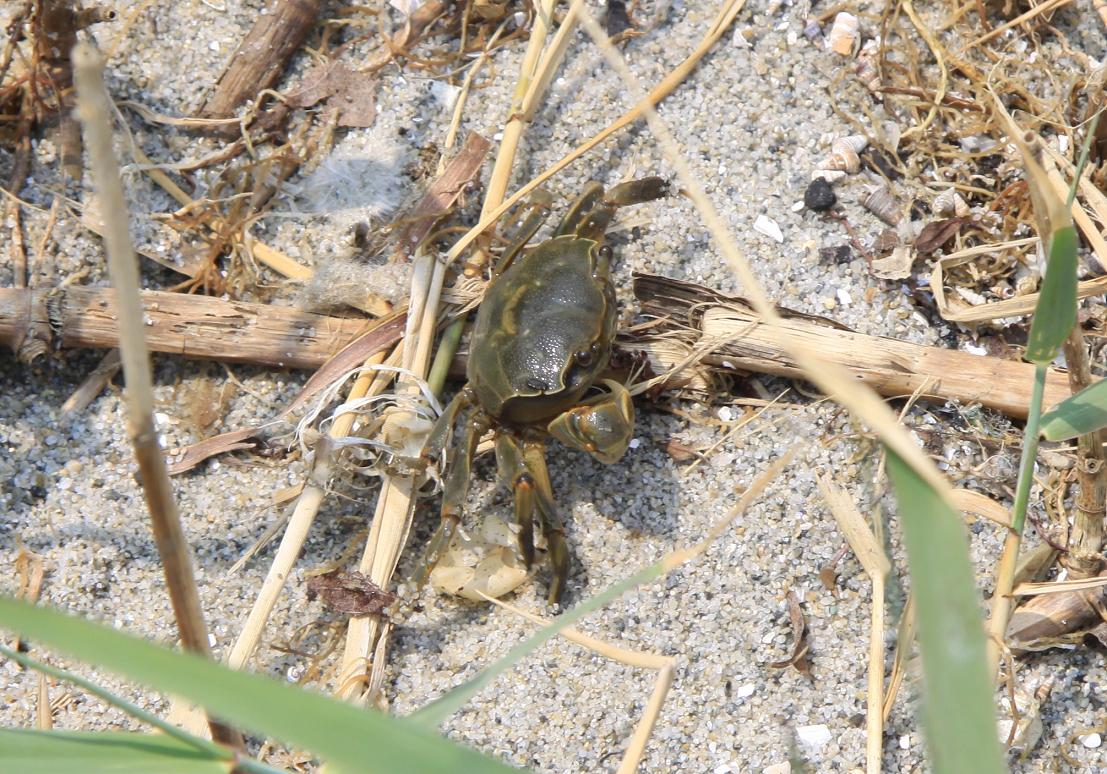 ③干潟の生き物(アシハラガニ)IMG_5959a11L