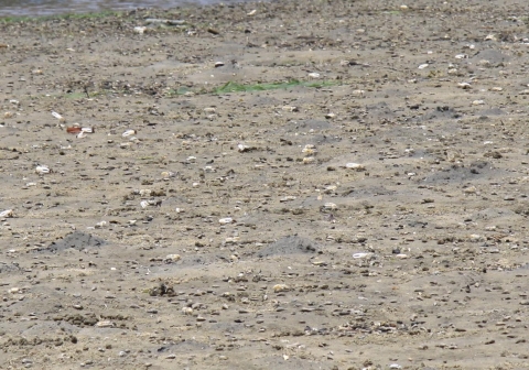 ④干潟の生き物観察6(ハクセンシオマネキの群れ)IMG_6188a01L