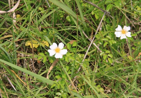 ③アシ原観察3(テリハノイバラ)IMG_6143a11L