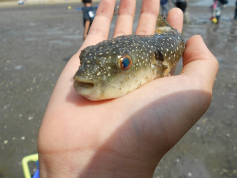 クサフグ