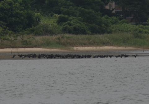 カワウの群れ