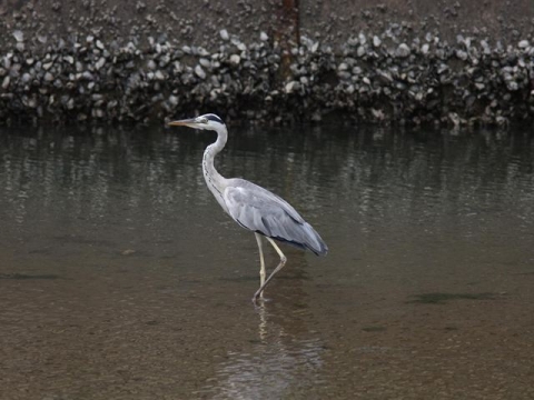 アオサギ_R