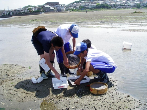 干潟生物調査・砂地