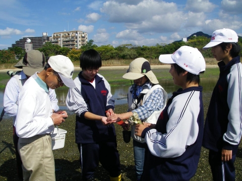 ③干潟の生き物観察IMGP0356a0