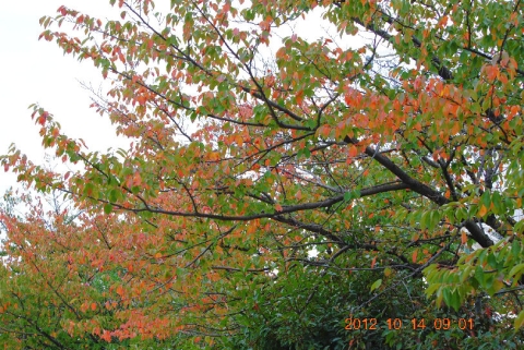 サクラの紅葉