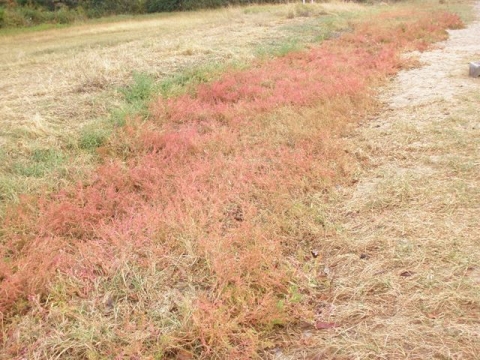 ハママツナの紅葉