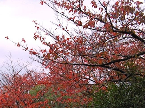 桜の紅葉