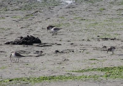 ⑧海の広場前で採餌するハマシギとミユビシギIMG_0225a01L