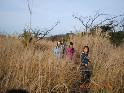 アシ原観察