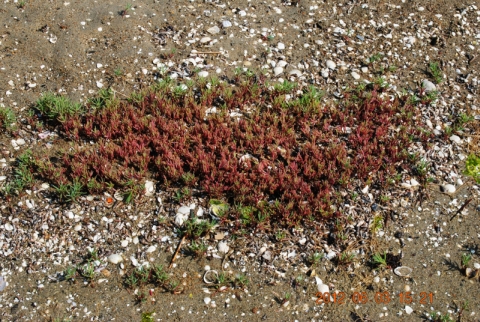 DSC_0073.jpg