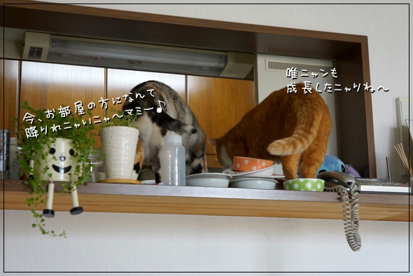 DSC066221.jpg