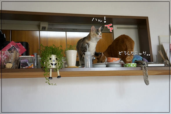 DSC066251.jpg