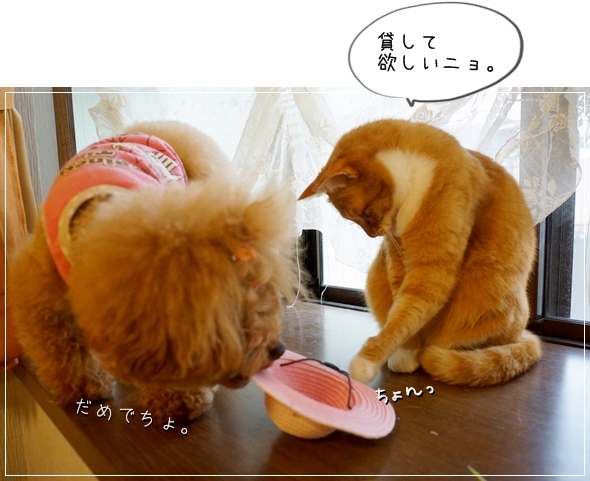 DSC067811.jpg