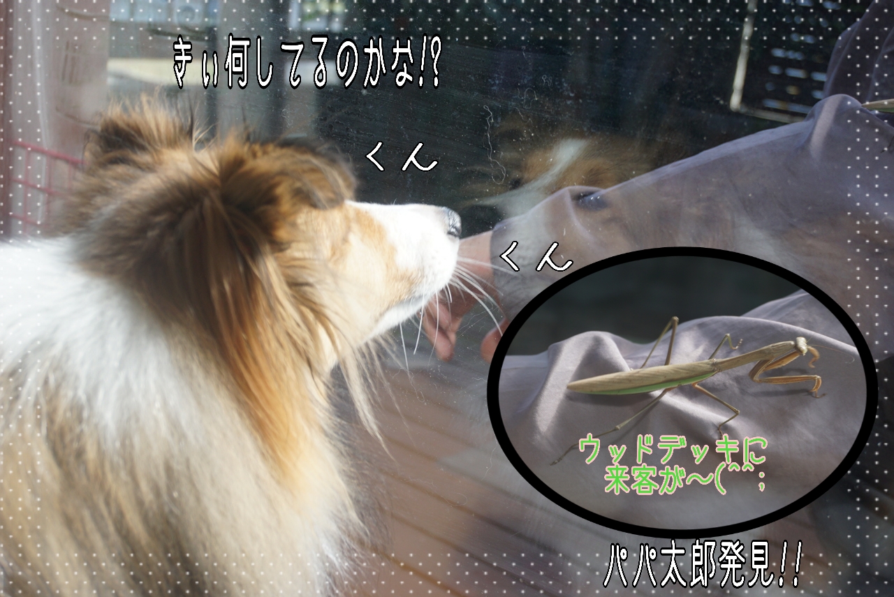 2014-10-25-13-25-31_deco.jpg