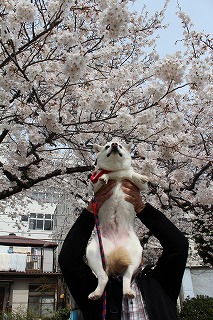 ゆきちゃん
