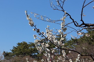 梅の花