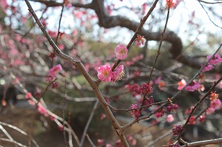 梅の花