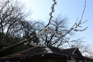 梅の花