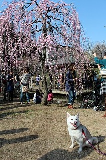 ゆきちゃん