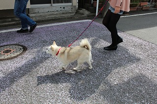 ゆきちゃん