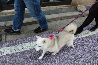 ゆきちゃん