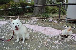 ゆきちゃん