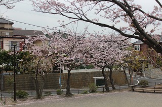 桜