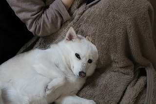 ゆきちゃん