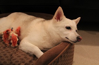 ゆきちゃん