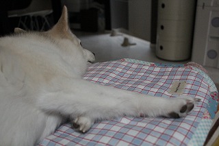 ゆきちゃん