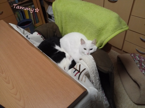 IMG04906 - コピー