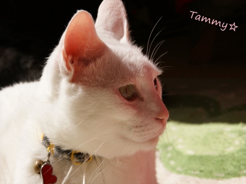 DSC07983_R.jpg