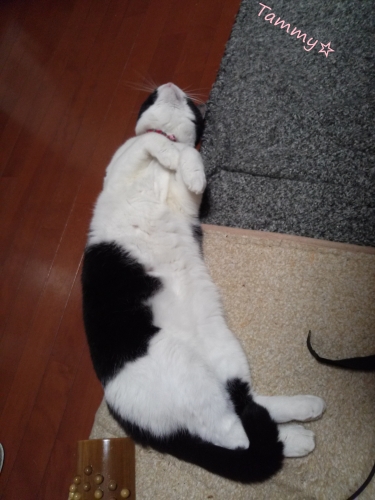 IMG04774.jpg