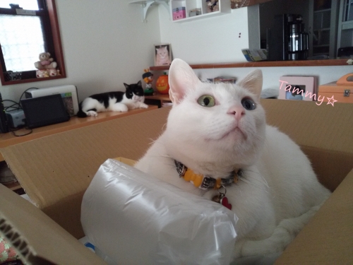 IMG04785.jpg