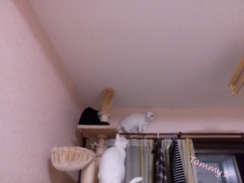 IMG04819.jpg