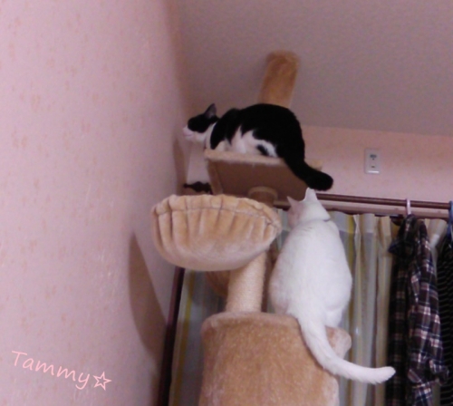IMG04821-crop.jpg
