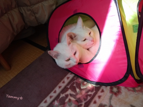 IMG05066.jpg