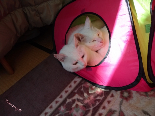 IMG05067.jpg