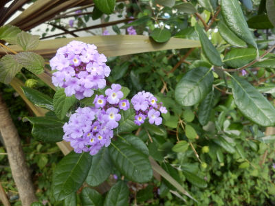 PA110818.jpg