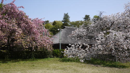 P1040901s.jpg
