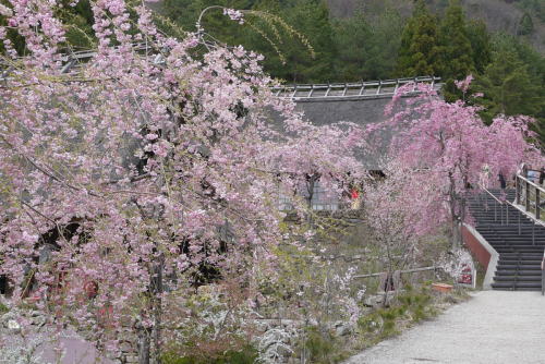 P1050053s.jpg
