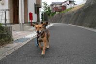 散歩20120531-1