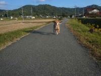 散歩20121023-4