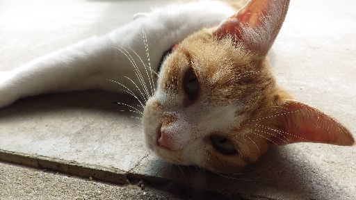 IMGP3081.jpg