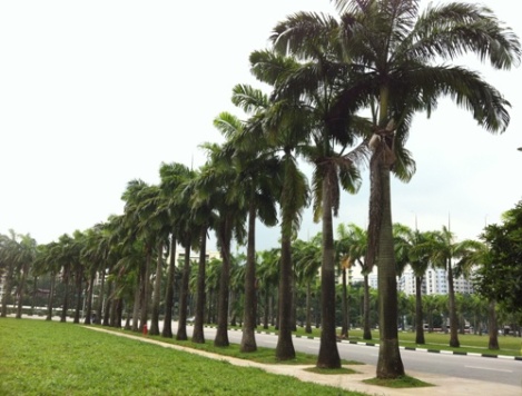woodlands3