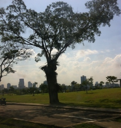 woodlands7